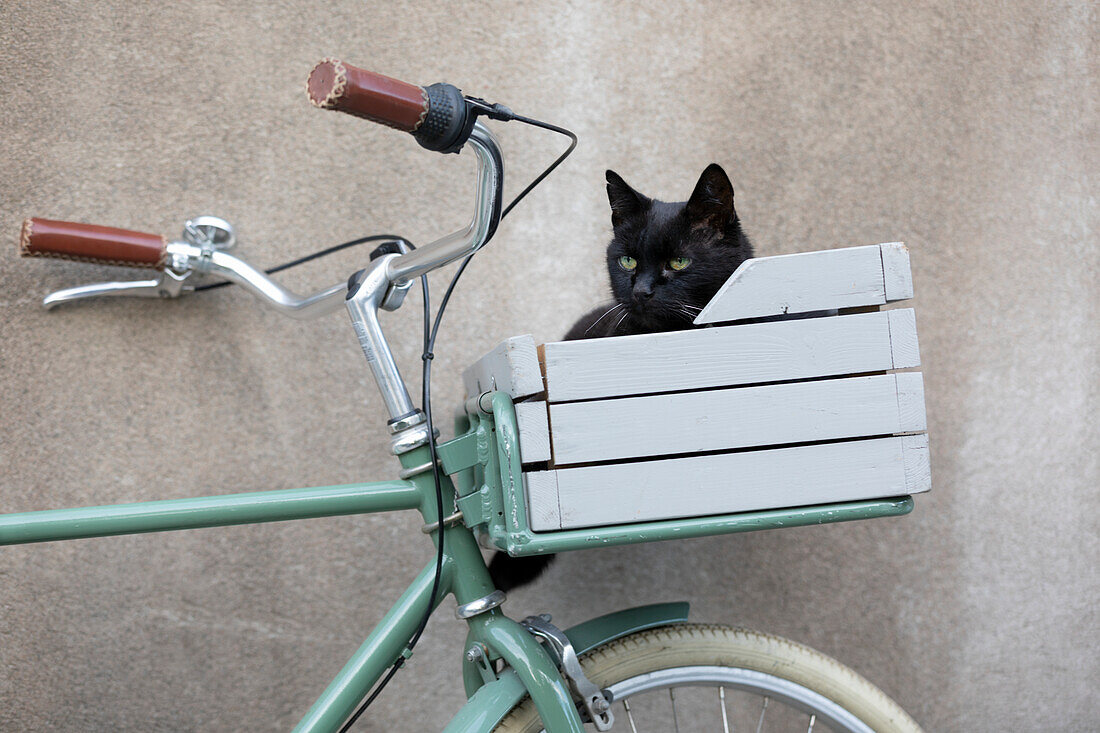 Cat in bicycle basket