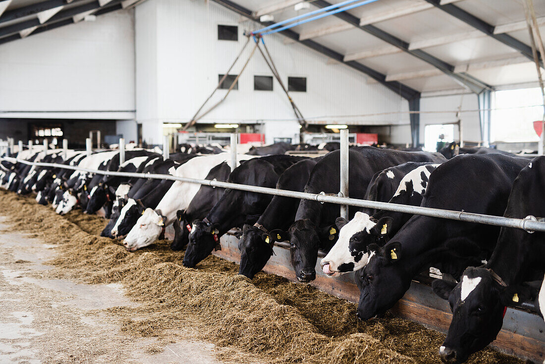 Cows in cowshed