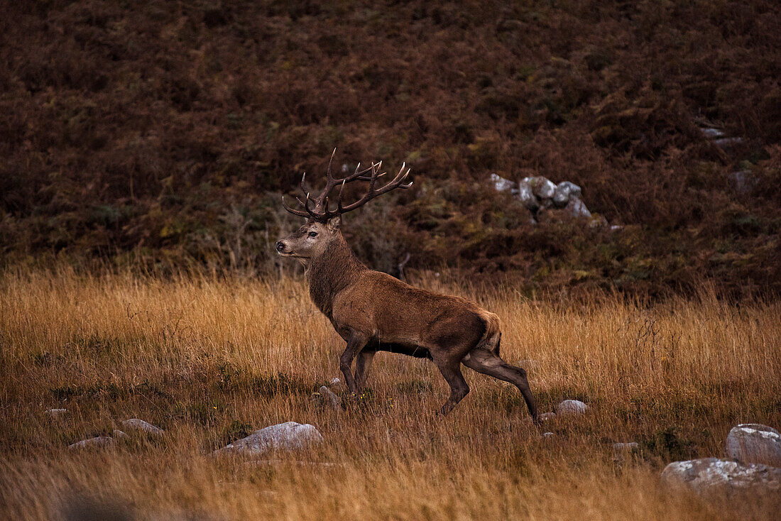 Hirsch auf einer Wiese