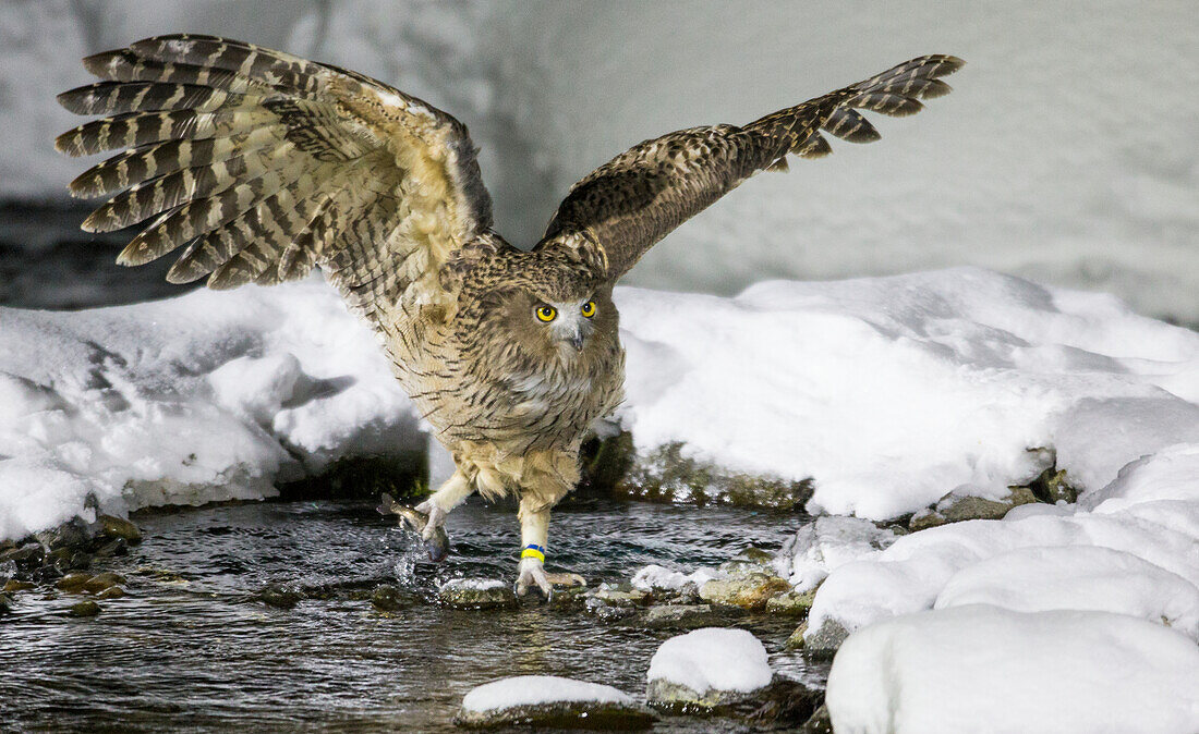 Blakistons fish owl hunting