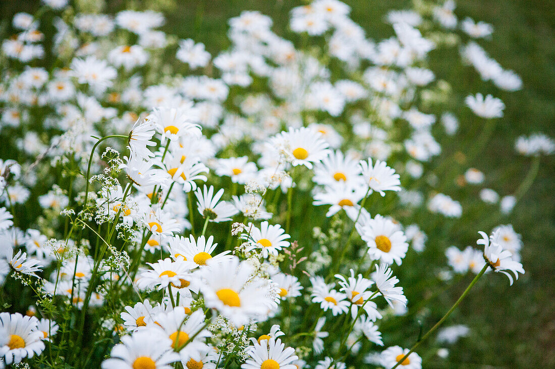 Flowering daisies