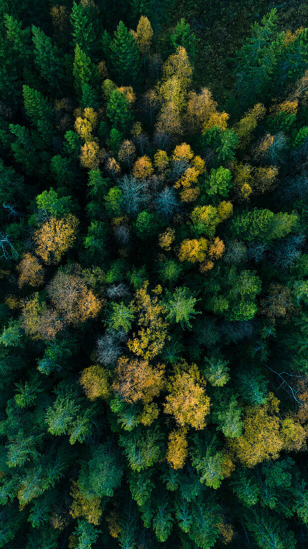 Luftaufnahme eines Herbstwaldes