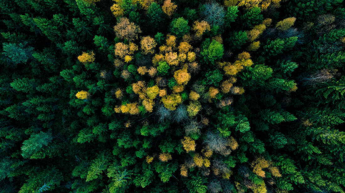 Aerial view of autumn forest