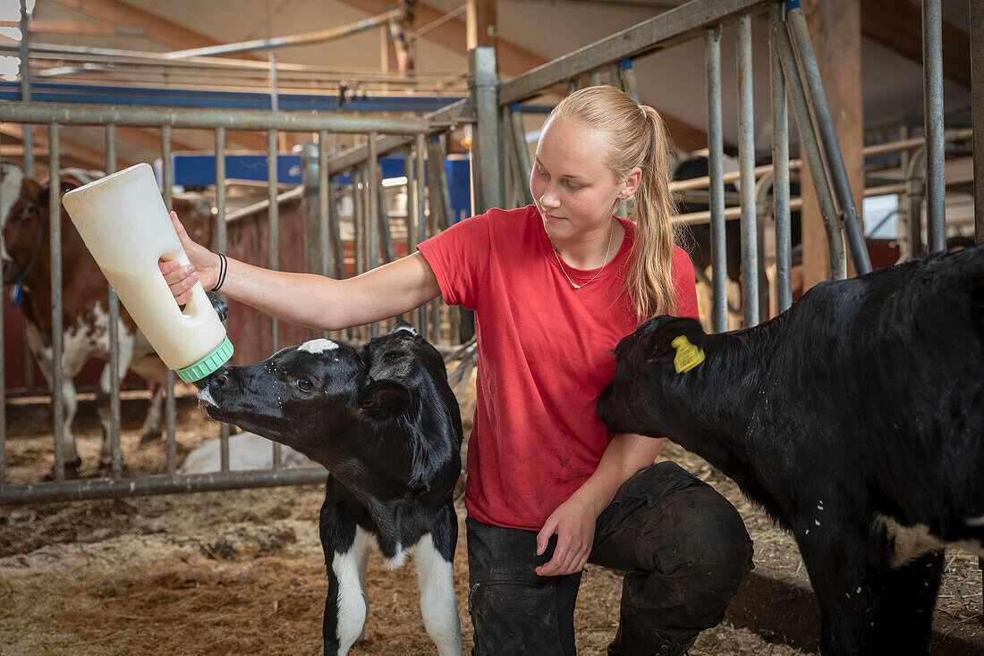 Teenage girl feeding calf