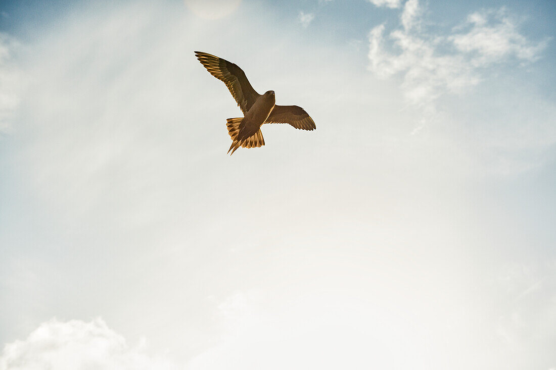 Bird of prey flying