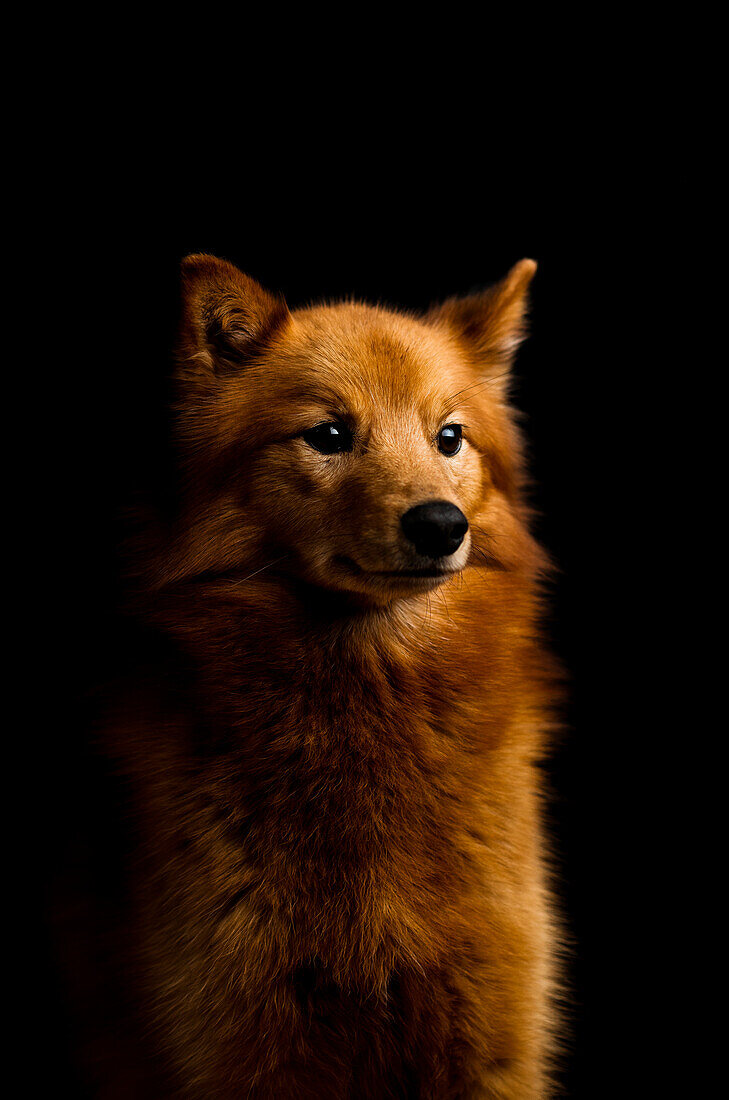 Dog, studio shot