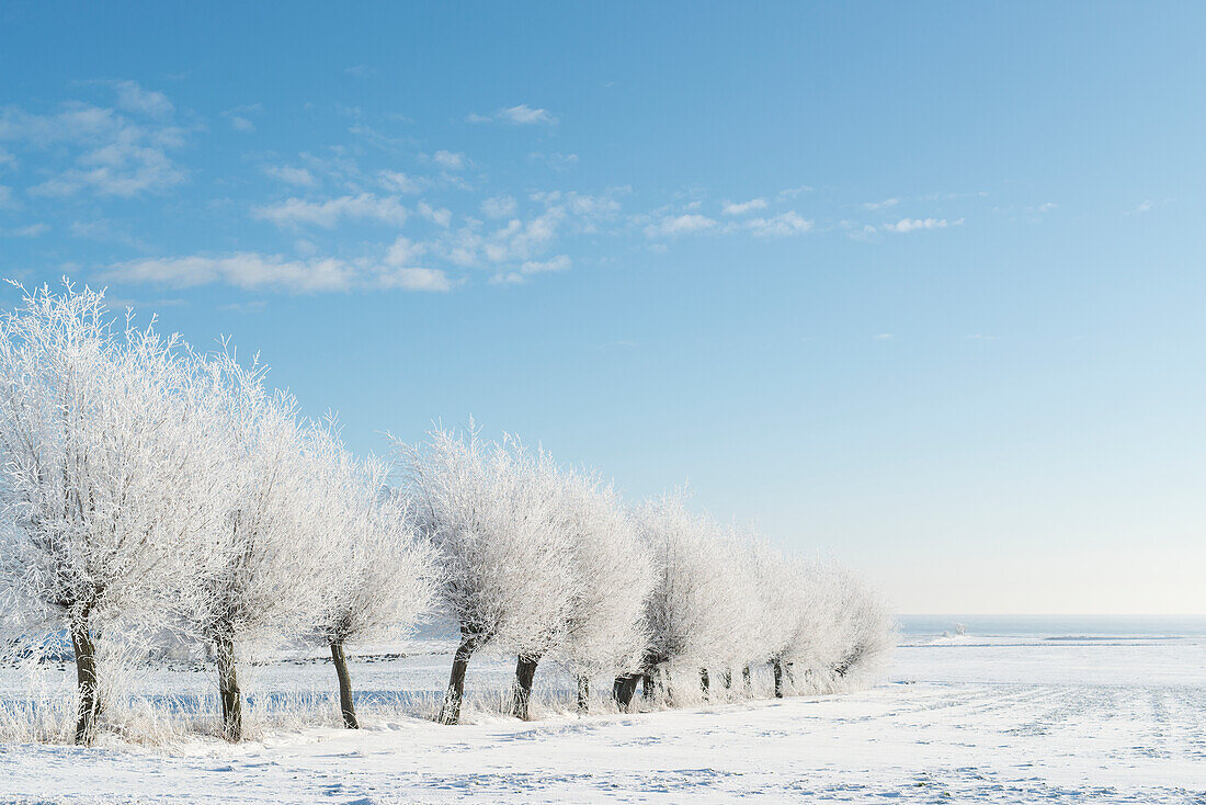 Bäume im Winter