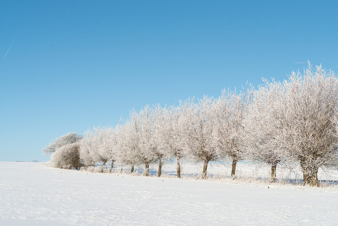 Trees at winter