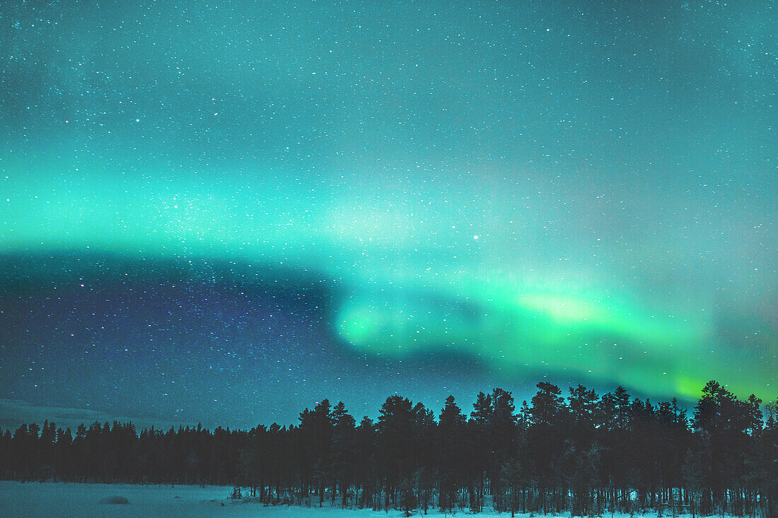 Aurora borealis over forest