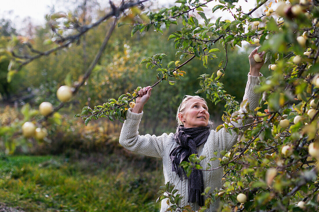 Frau pflückt Äpfel