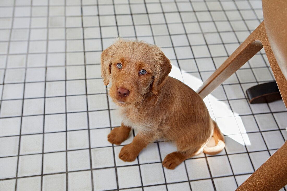 Puppy looking at camera