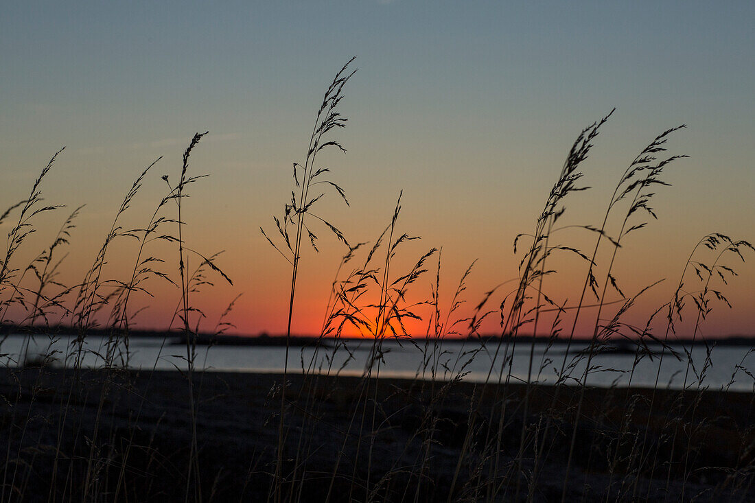 Silhouettes of grass at sunset