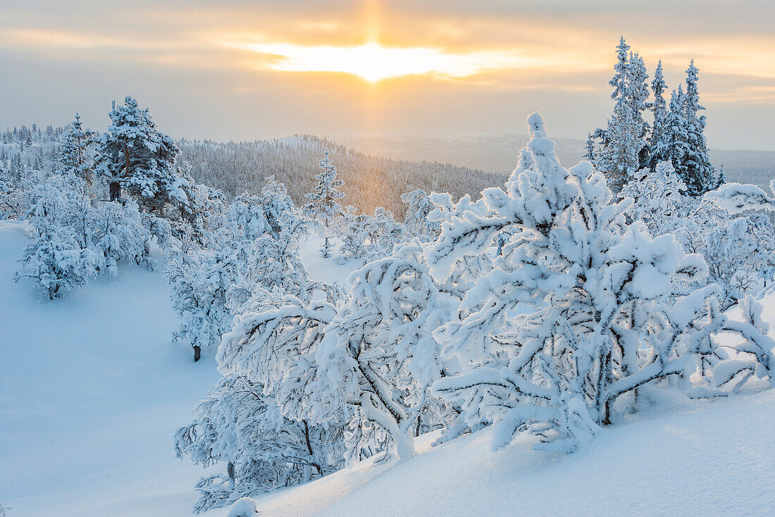 Winter landscape