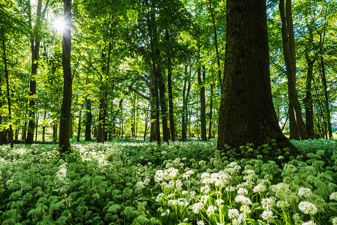 Frühlingsblumen im Wald