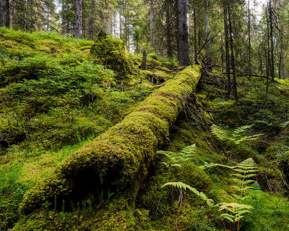 Moss on fallen tree trunk