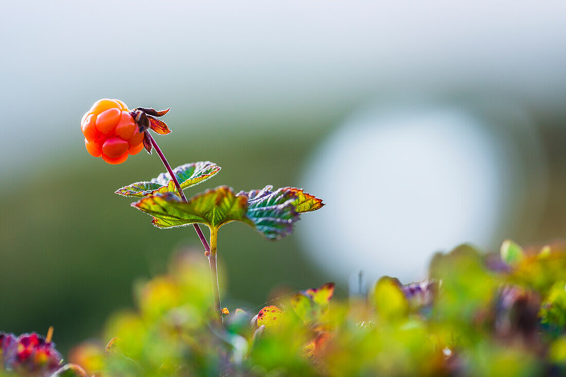 Cloudberry