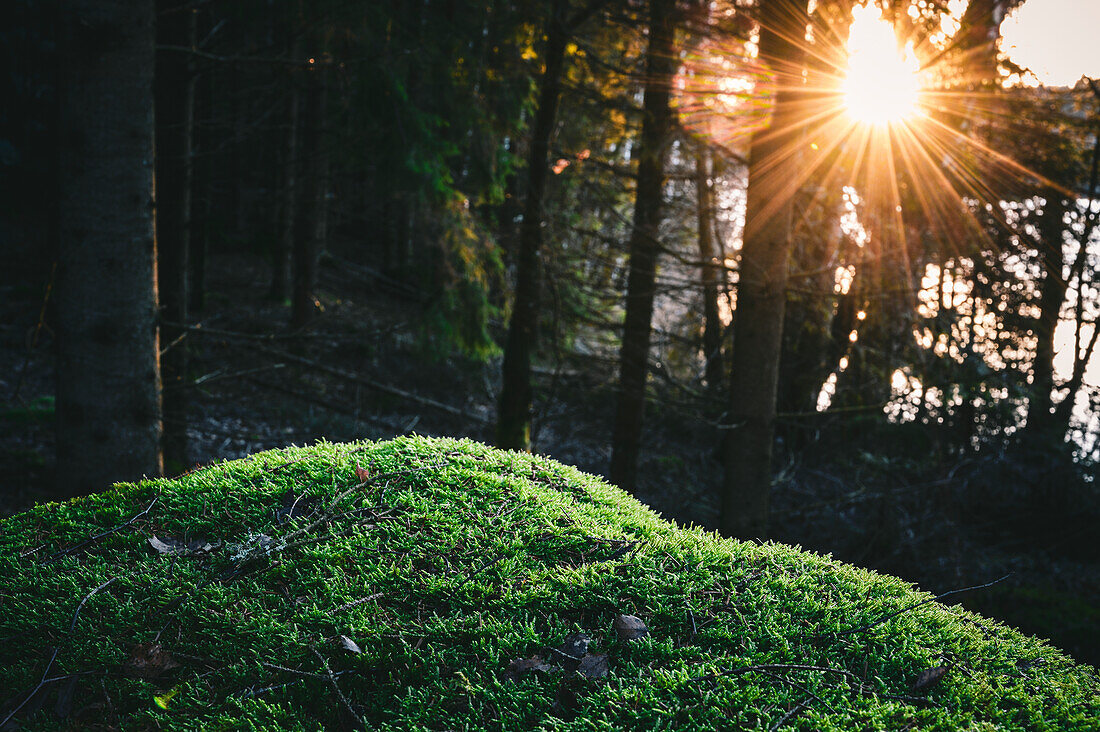 Moss in forest