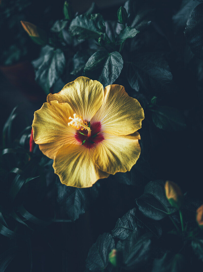 Yellow flower