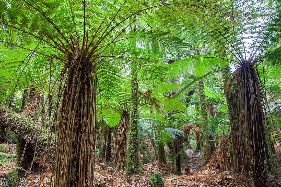 Tropical forest