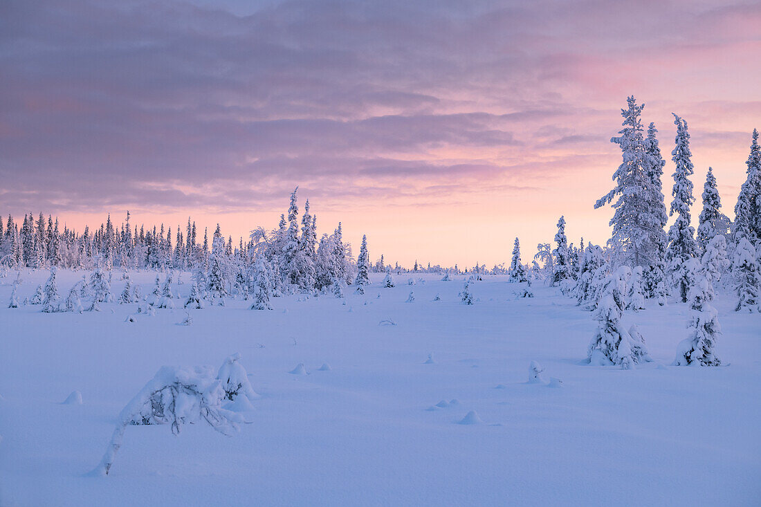 Winter landscape