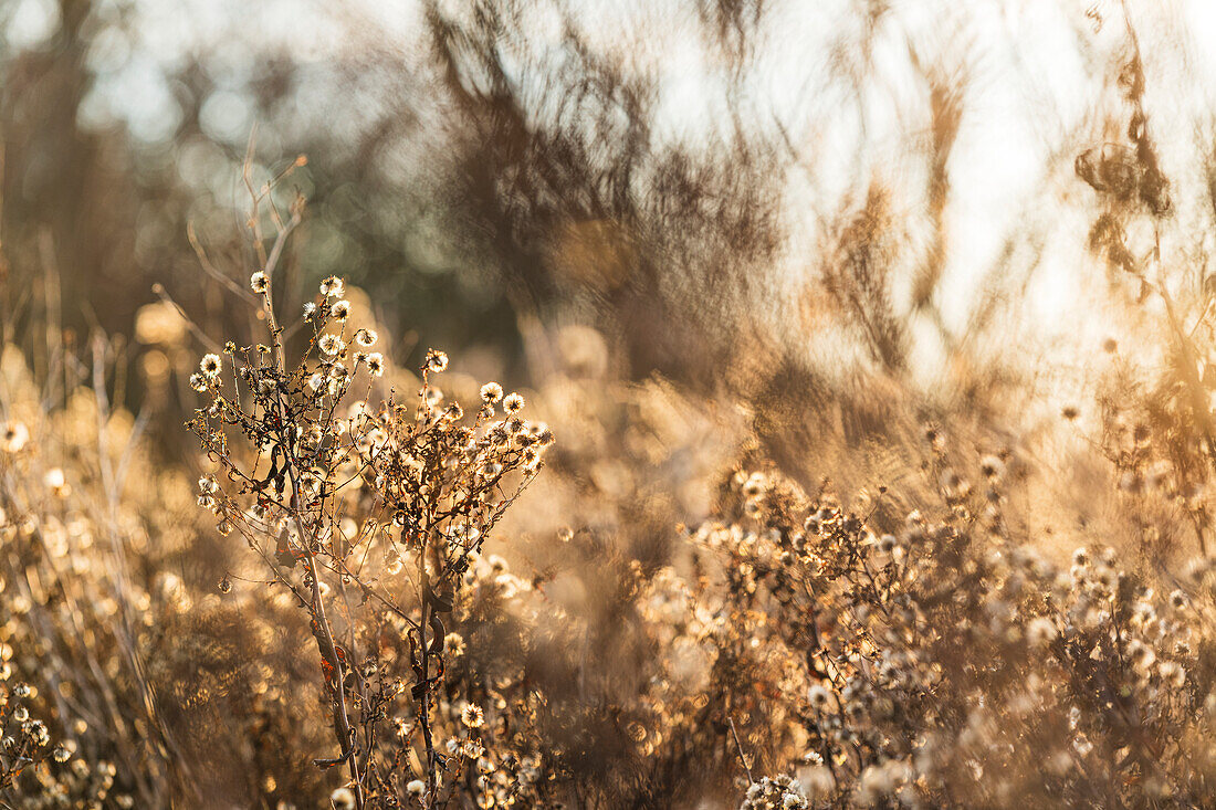 Dried plants with seeds