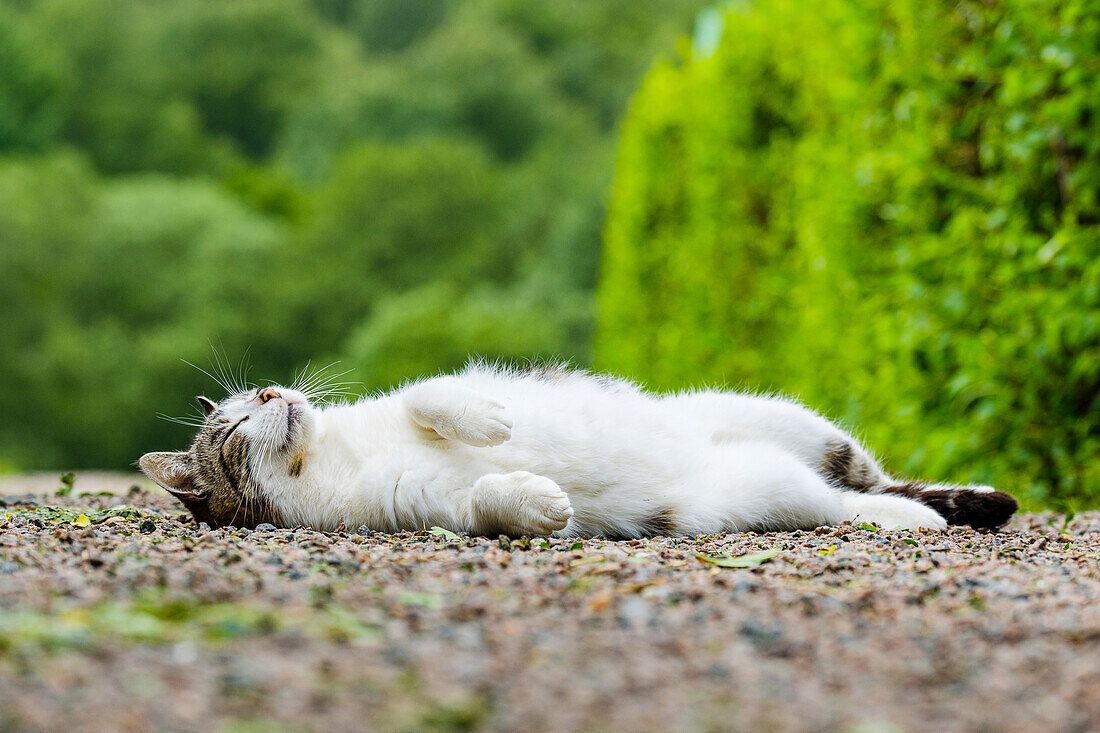 Schlafende Katze