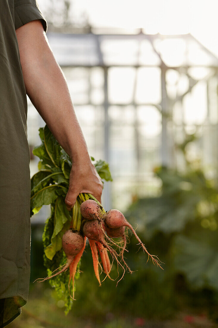 Hand holding beetroots and carrots