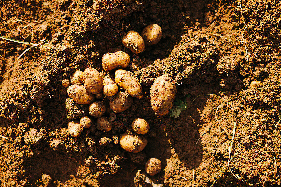 Potatoes on ground