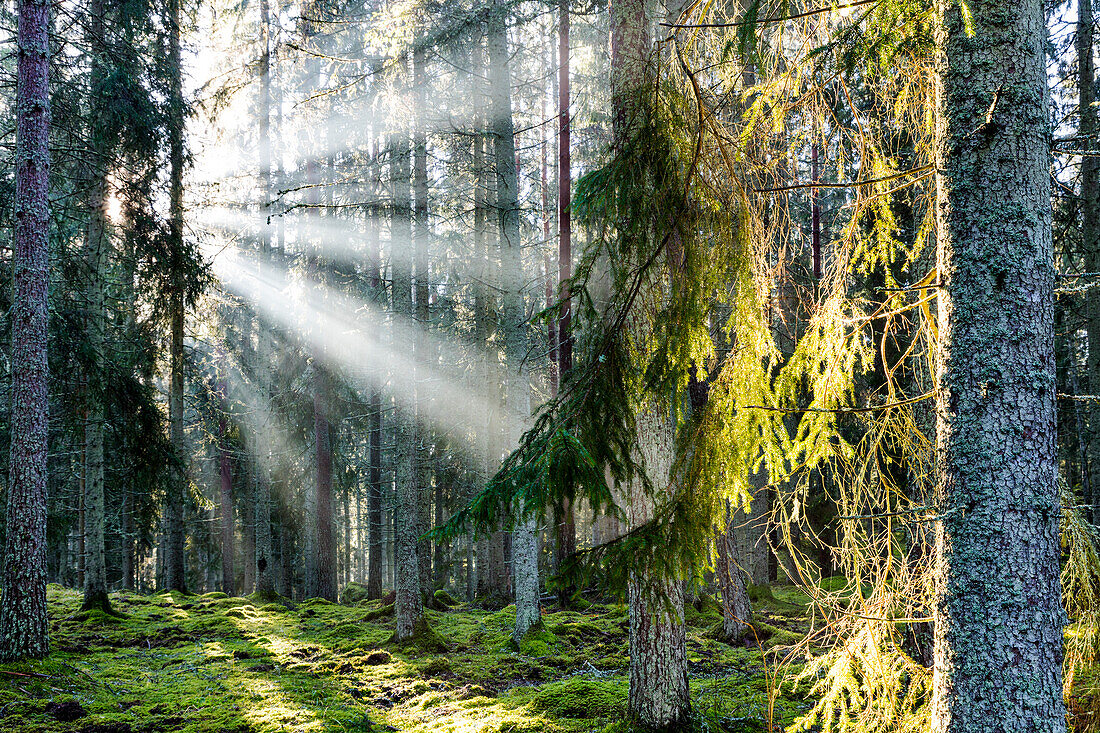 Sonne scheint durch Baumstämme