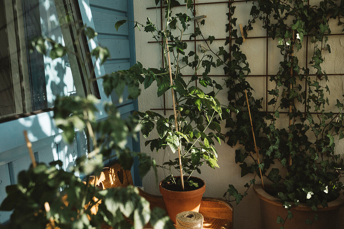 Tomato plant in pot