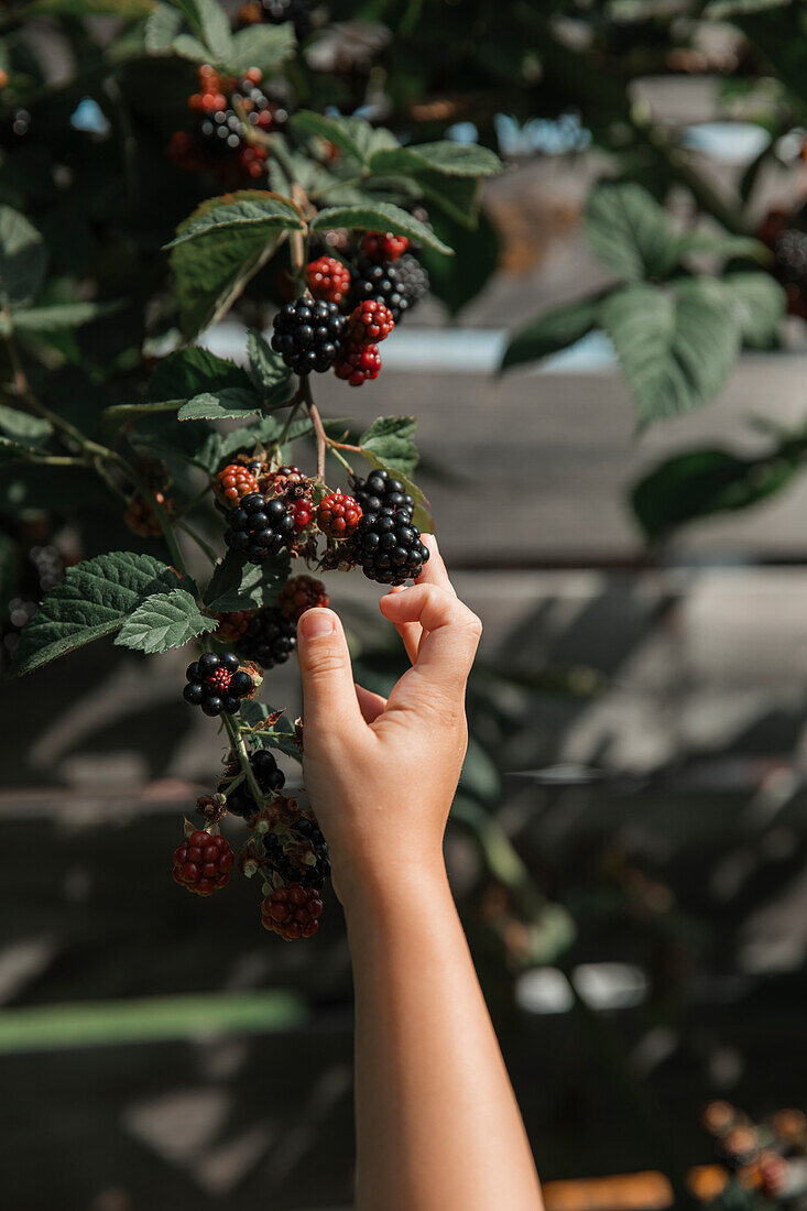 Kinder pflücken mit der Hand Brombeeren