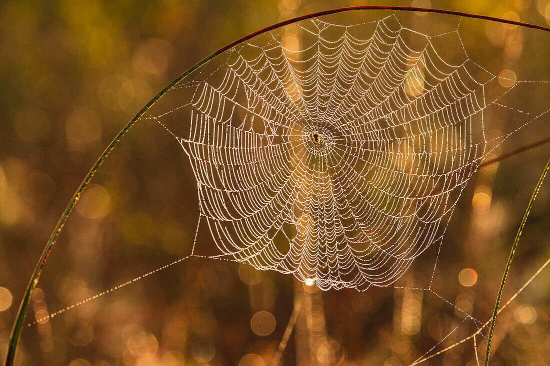 Blick auf ein Spinnennetz bei Sonnenuntergang