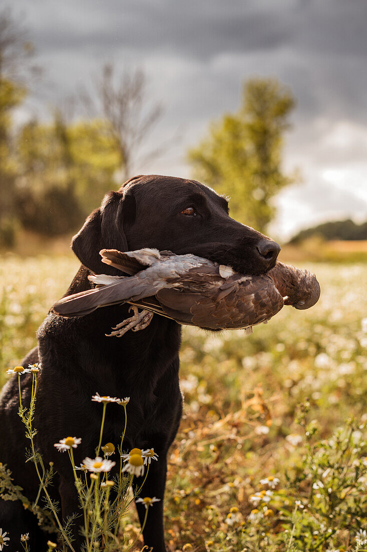 Hunting dog carrying dead bird