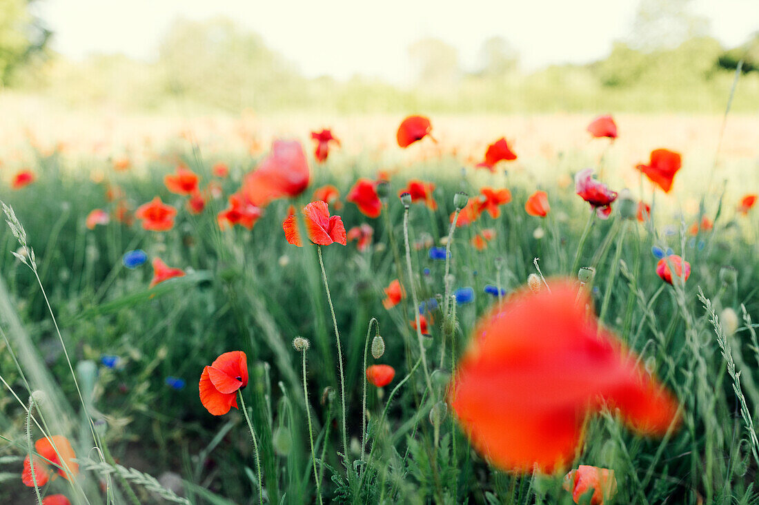 Flowering poppies on meadow