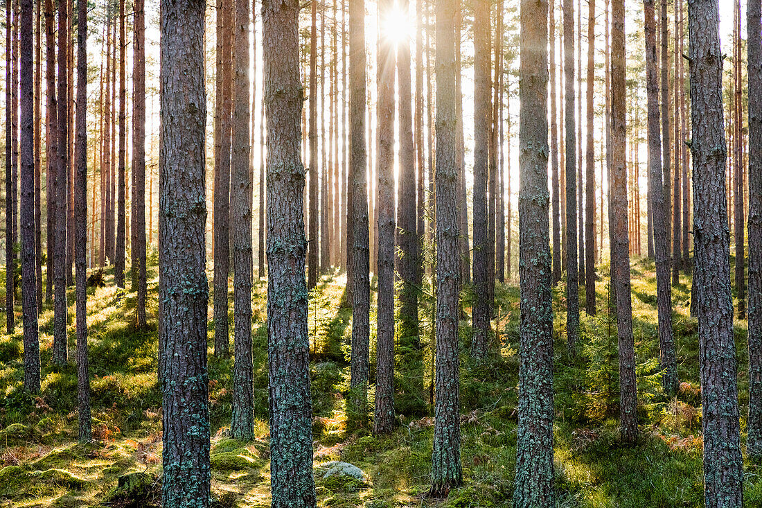 Sun shining through forest tree trunks