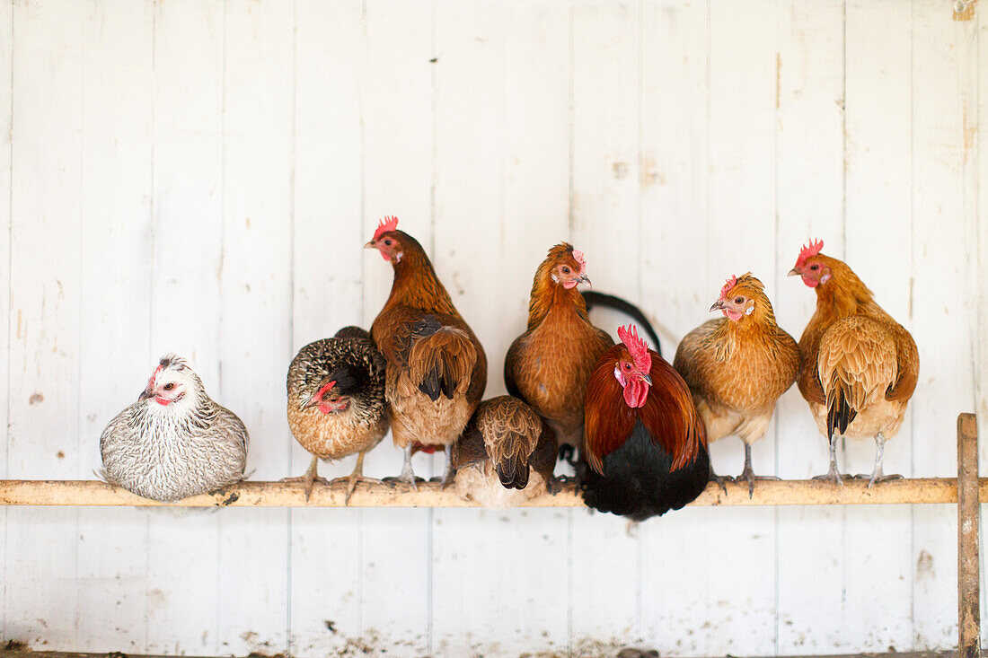 Eine Gruppe von Hühnern hockt auf einer Stange im Hühnerstall