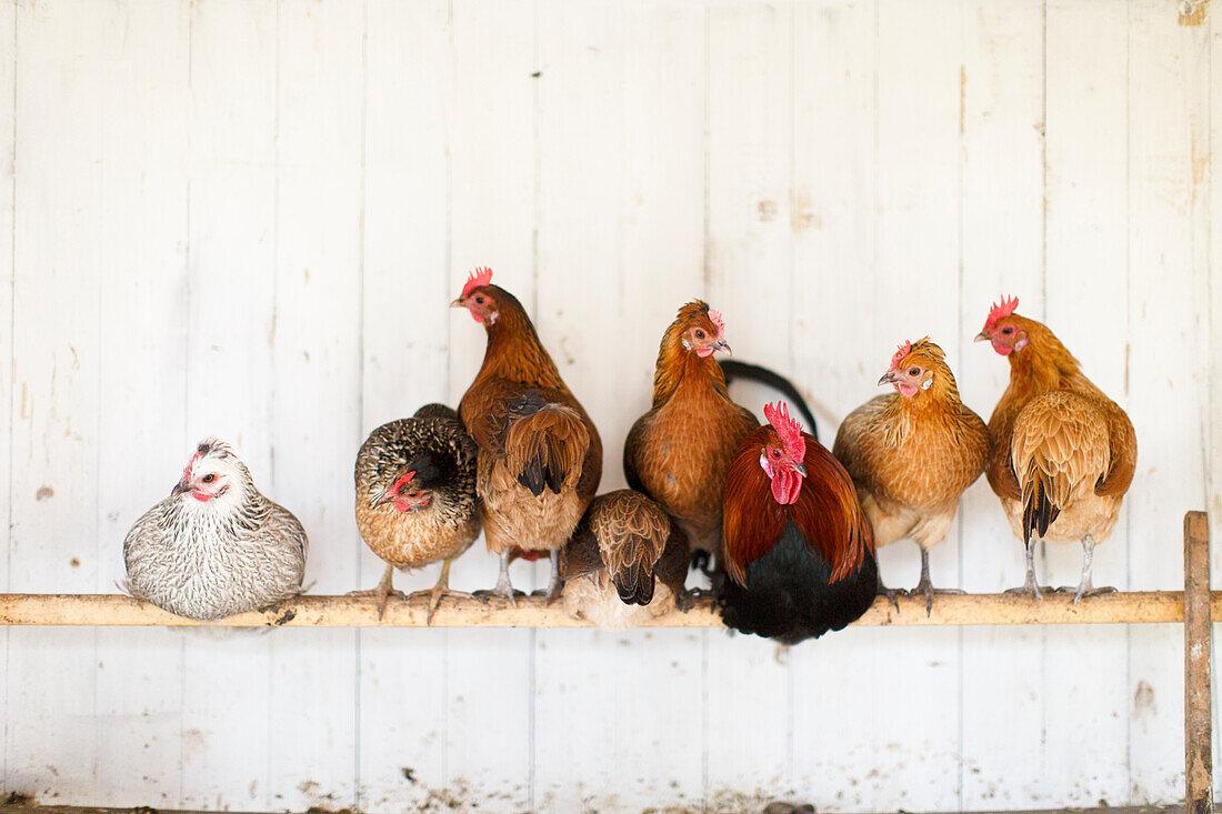 Group of chickens perching on pole in chicken coop