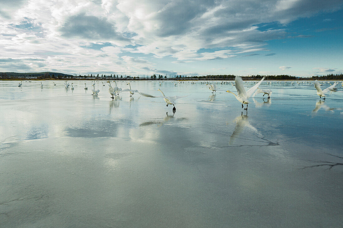 Blick auf Wasservögel