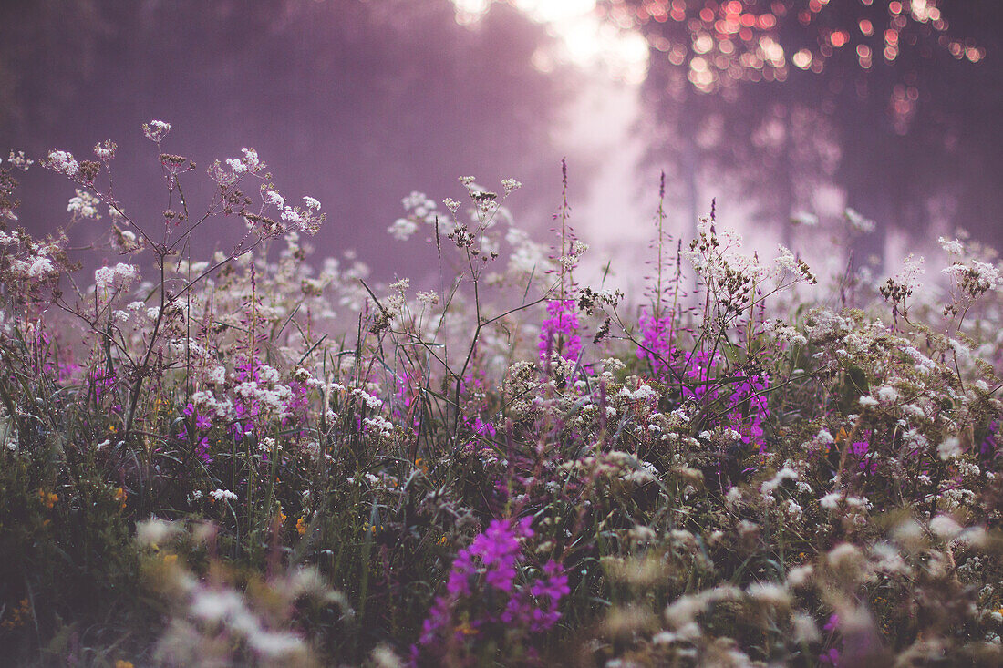 View of blooming wildflowers