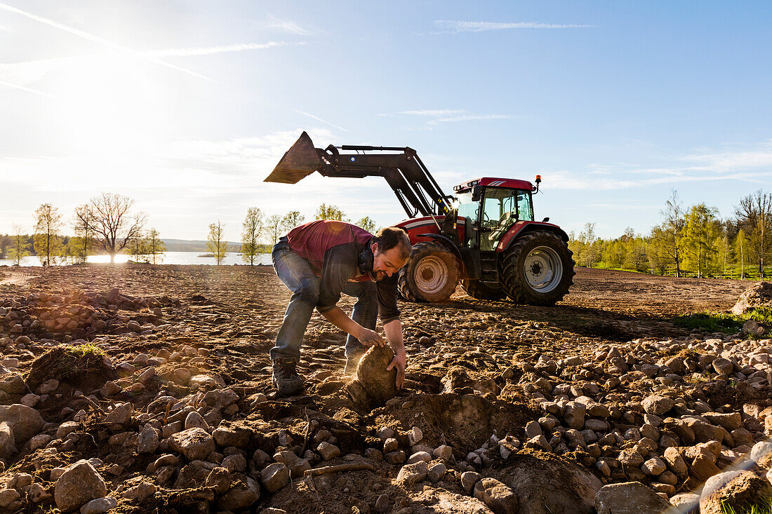 Farmer removing stones from field