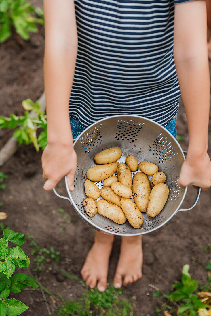 Mädchen hält neue Kartoffeln in einem Sieb