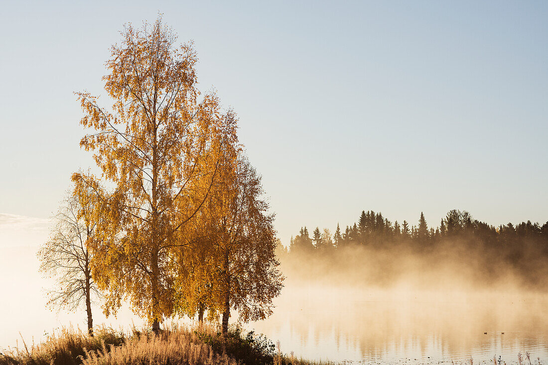 Herbstbäume am See