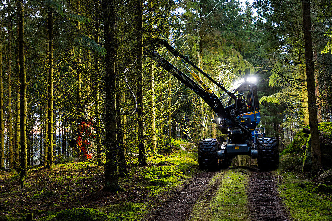 Feller buncher at work