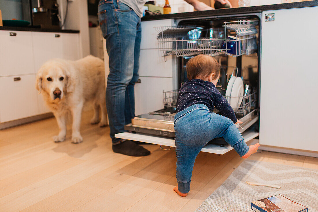 Toddler climbing into dishwasher