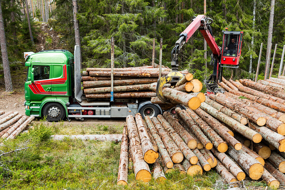 Logs loading on lorry