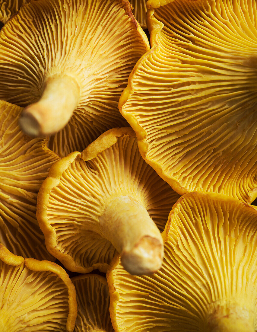 Close-up of chanterelles