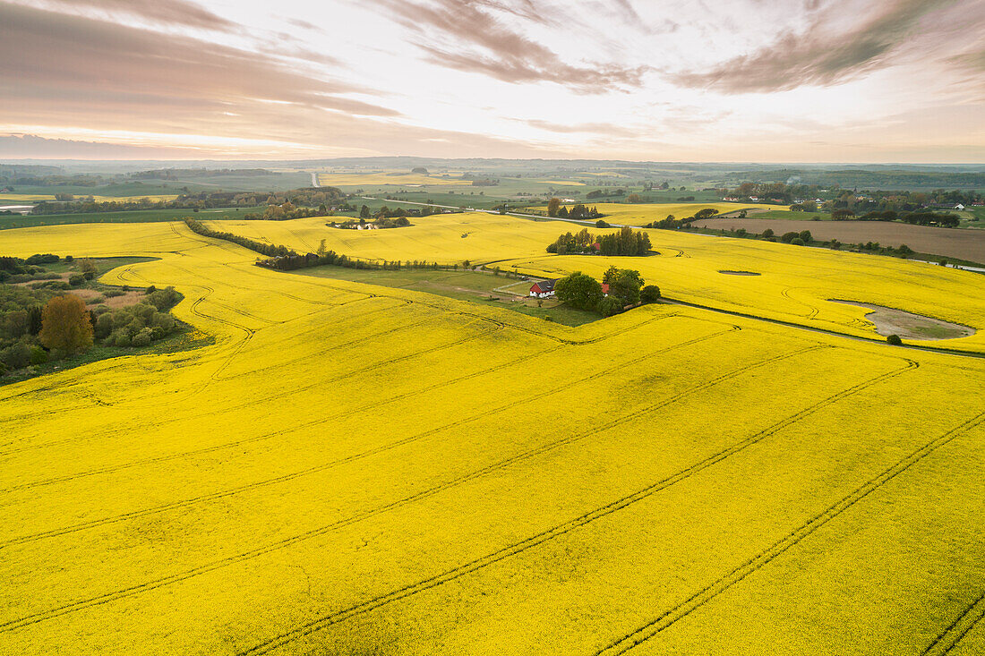 Aerial view of oilseed rape field