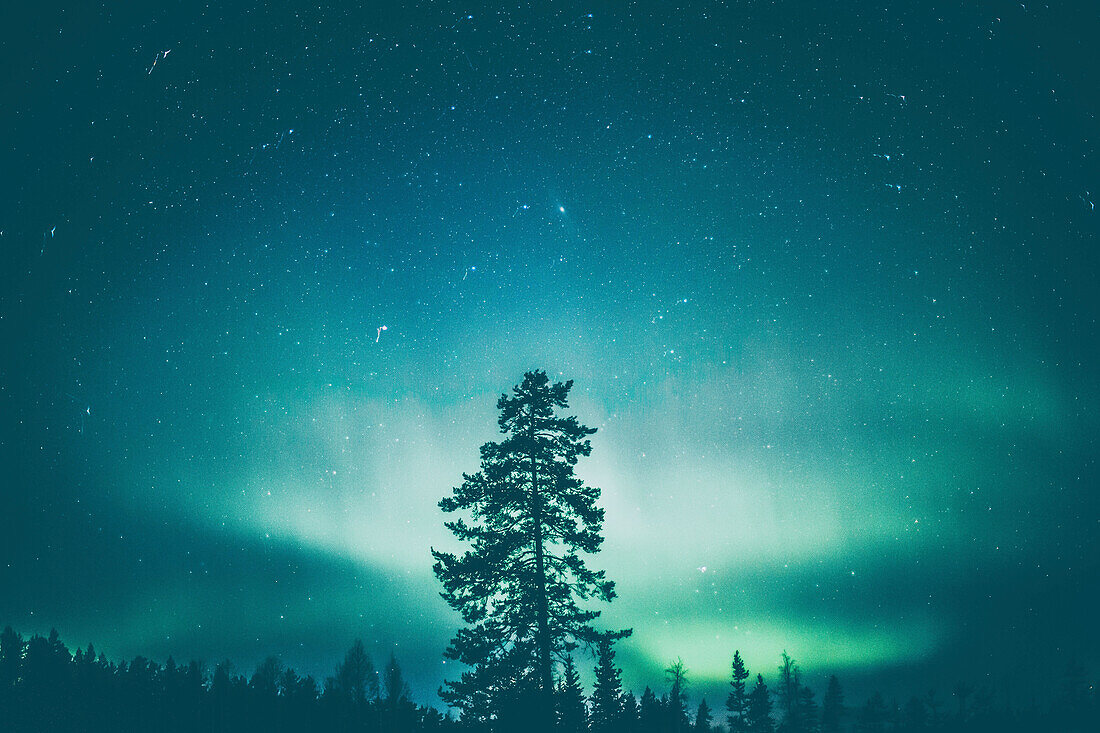 Silhouette of tree against northern lights