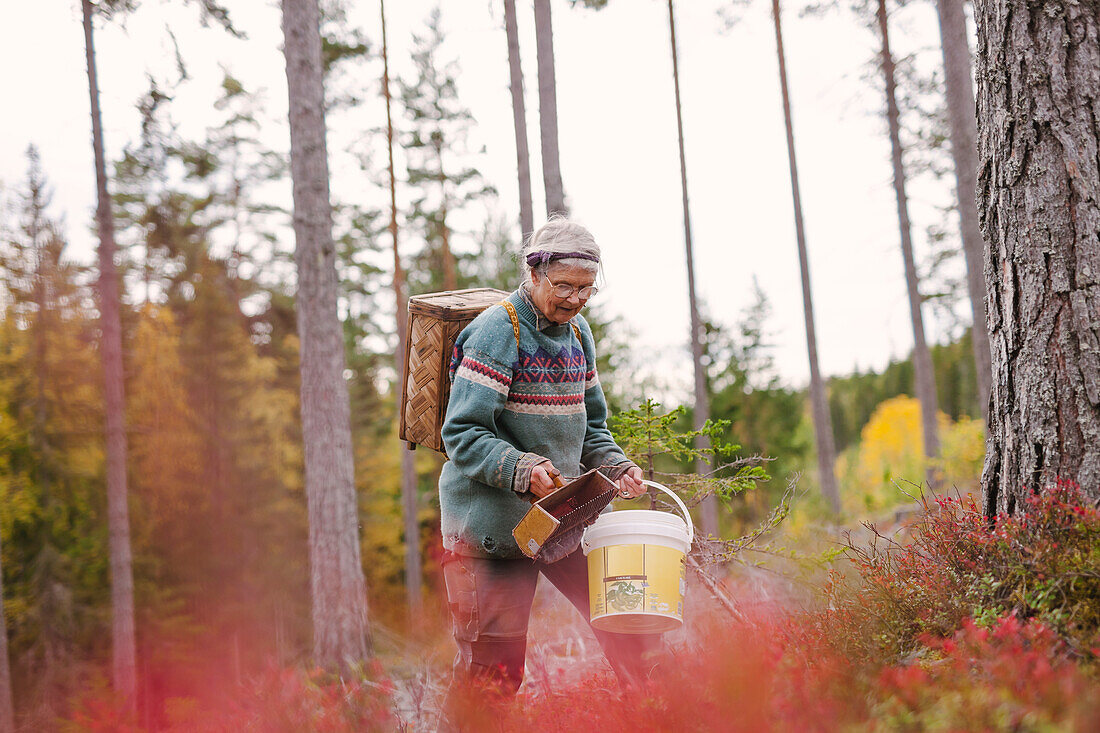 Ältere Frau im Herbstwald beim Beerenpflücken