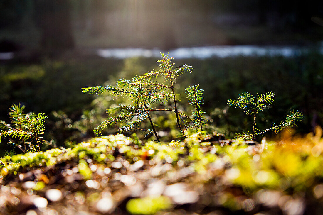 Kleiner Setzling im Wald